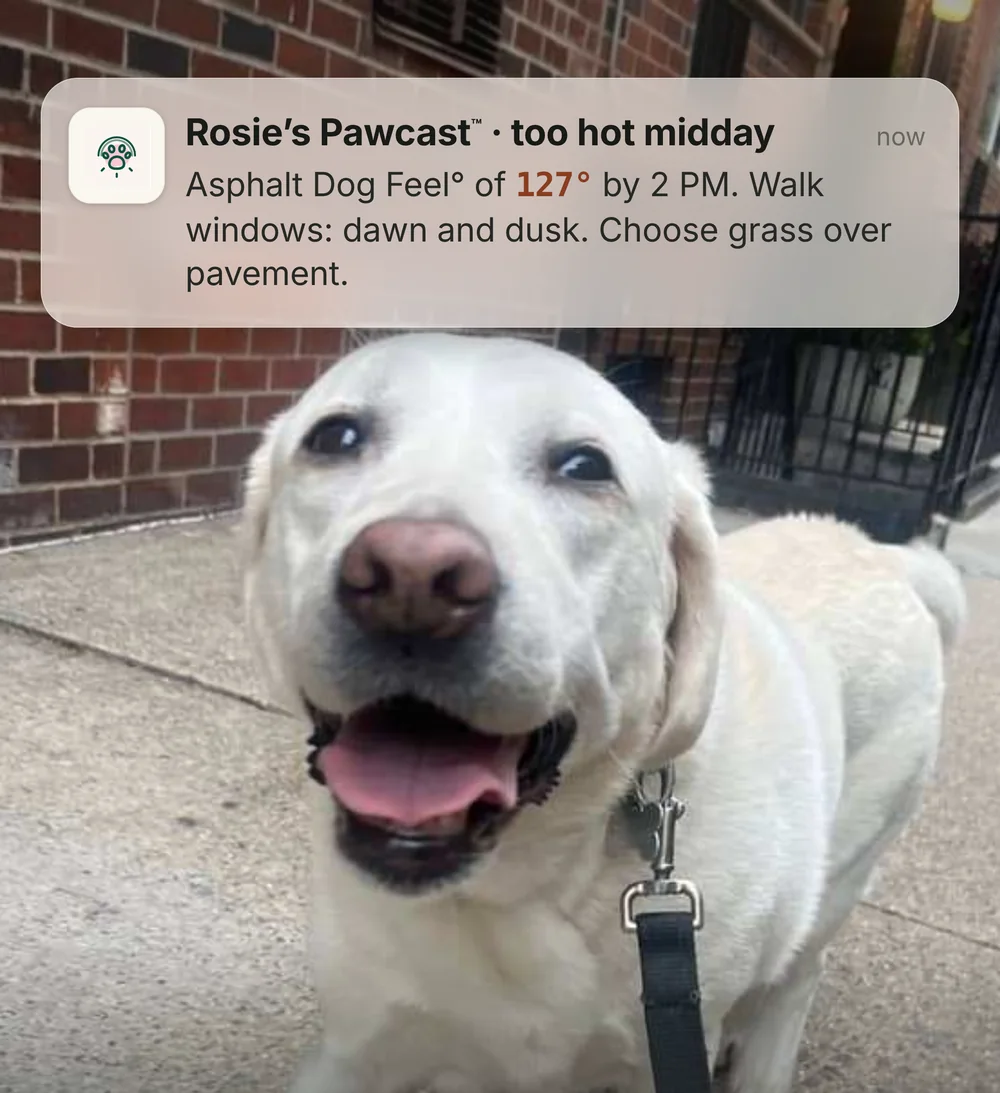 A Pawcast push notification on a phone: Rosie's Pawcast, too hot midday. Asphalt Dog Feel of 127 degrees by 2 PM.