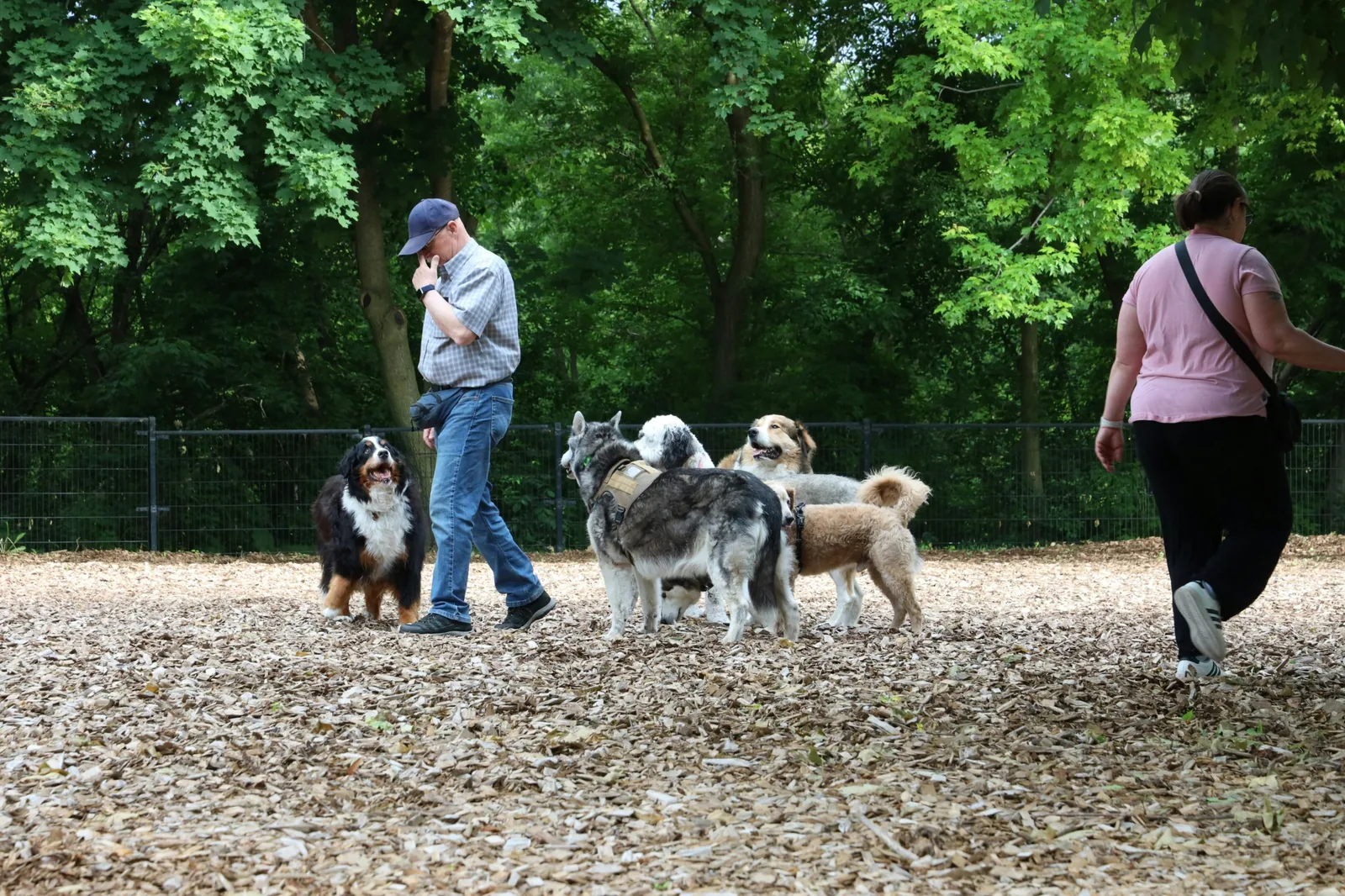 Five dogs and two people in a fenced dog park with a wood-chip surface and trees behind