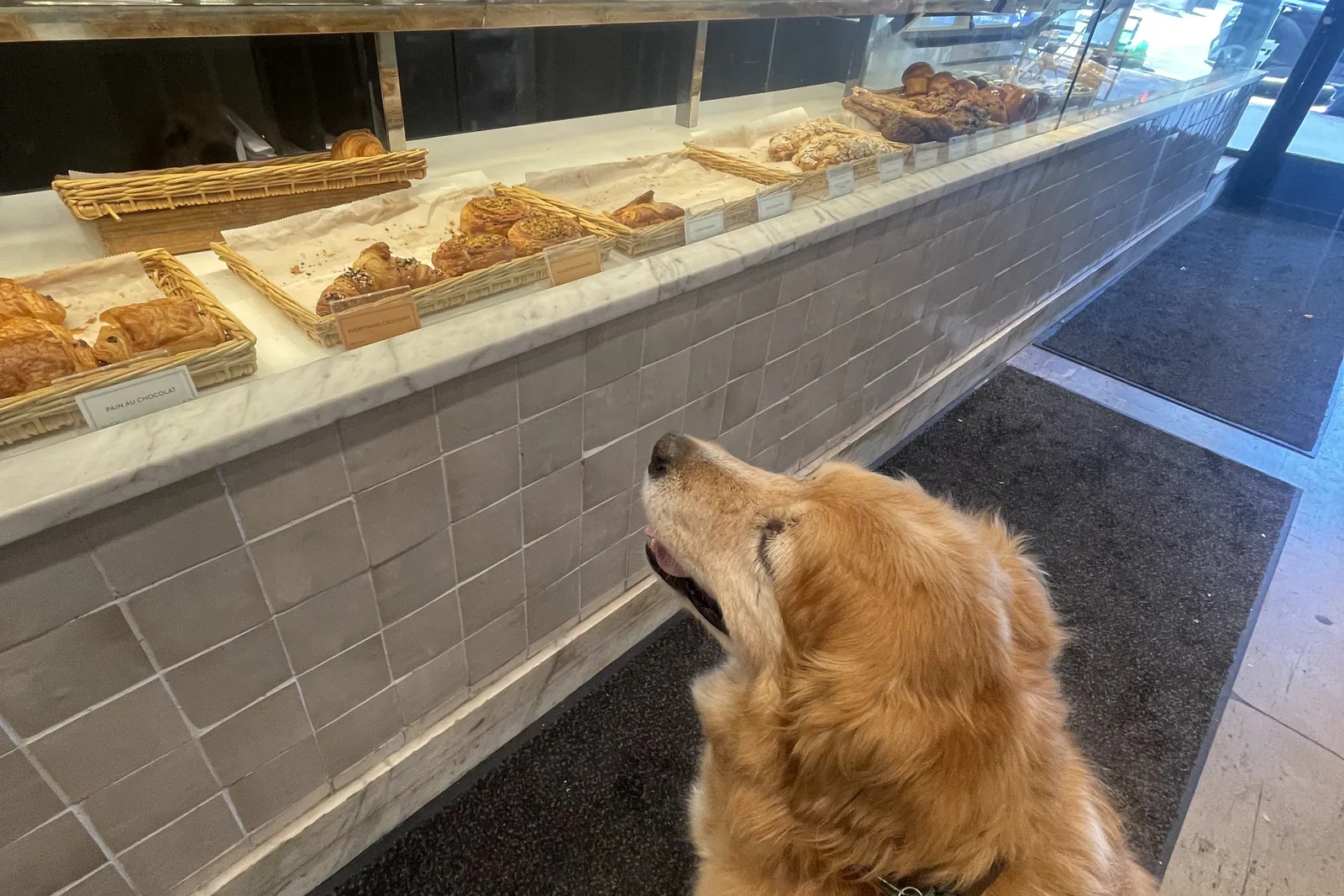 A golden retriever on a leash staring up at a bakery case full of croissants and pastries