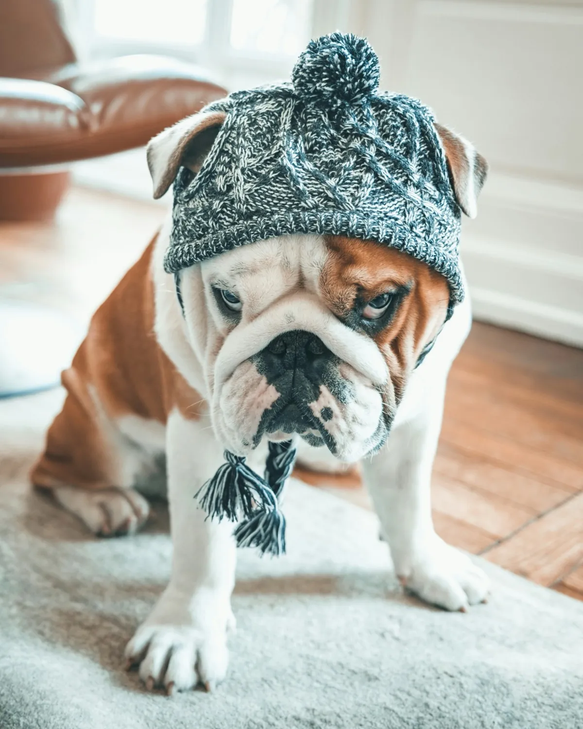 English Bulldog sitting indoors wearing a knit winter hat with a pom-pom