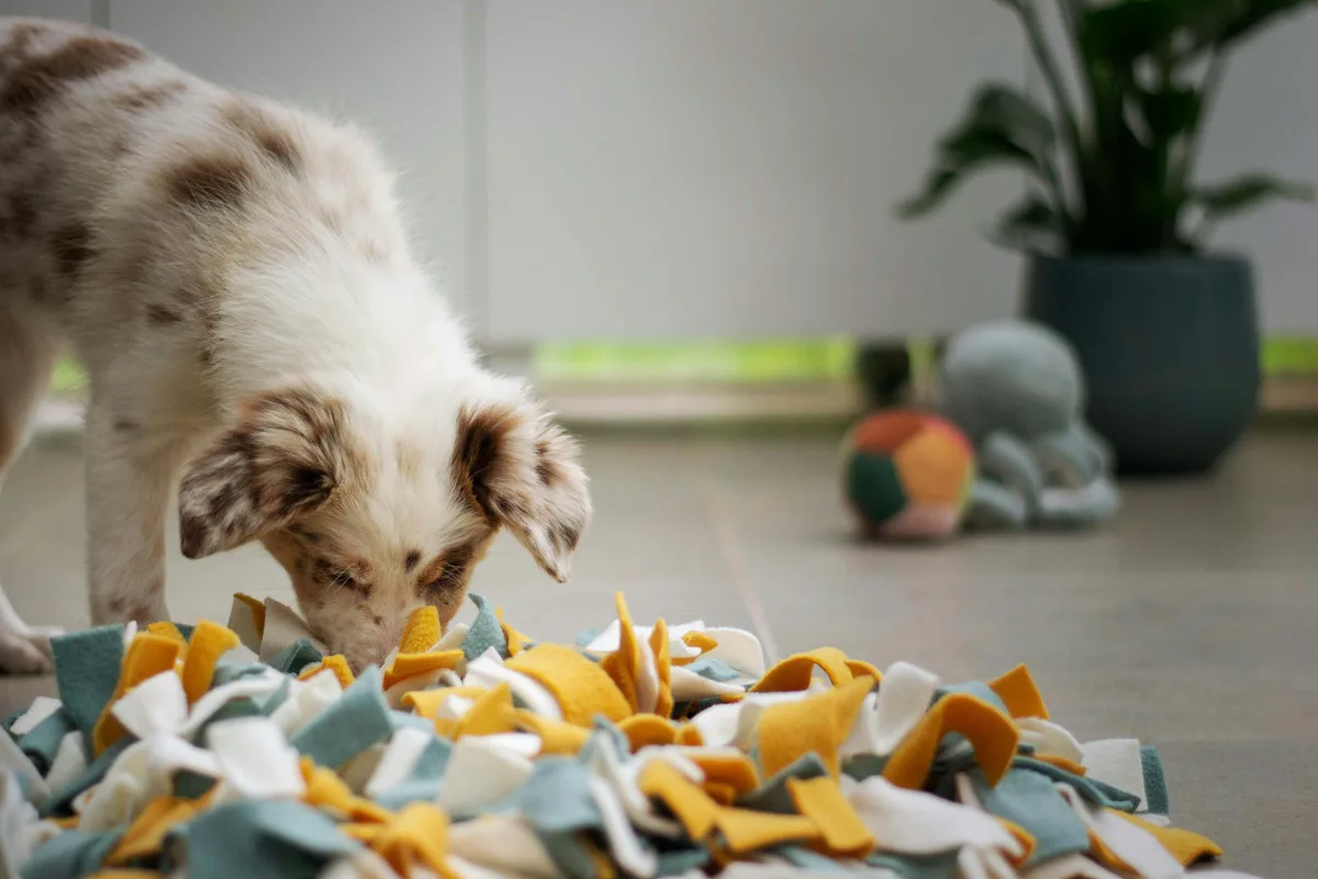 Puppy sniffing for treats hidden in a colorful snuffle mat indoors