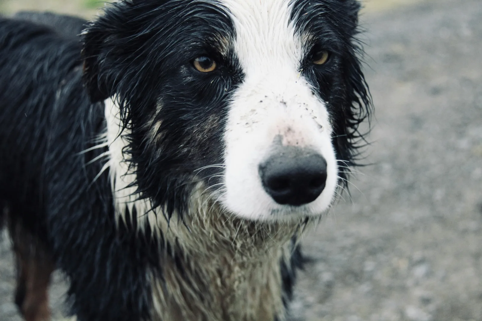 Close-up of a wet, muddy black and white Border Collie after a walk in the rain