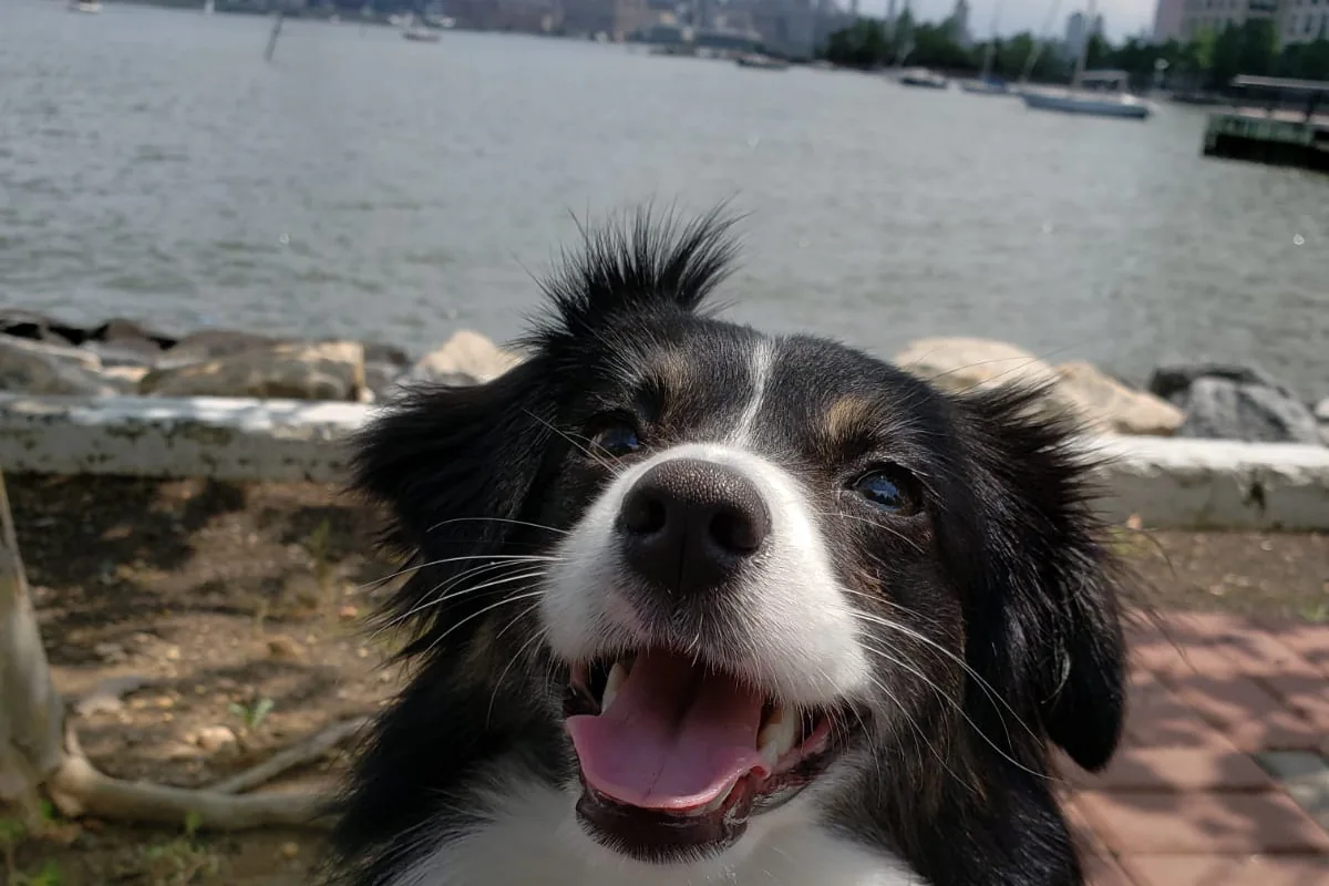 Black and white Australian shepherd puppy sitting on a riverside path with a city skyline behind