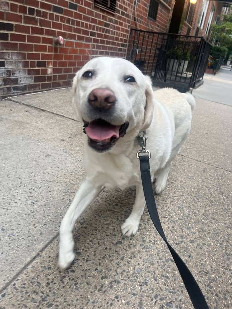 Rosie, a yellow lab, standing on a Brooklyn sidewalk in summer.